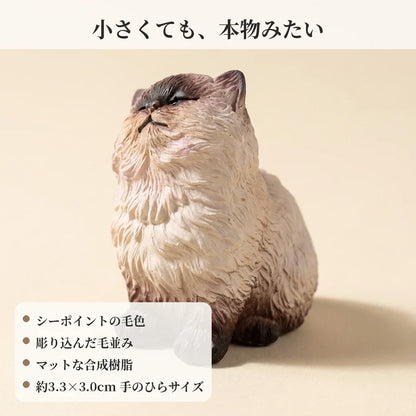 NICOMO おすましシャム猫