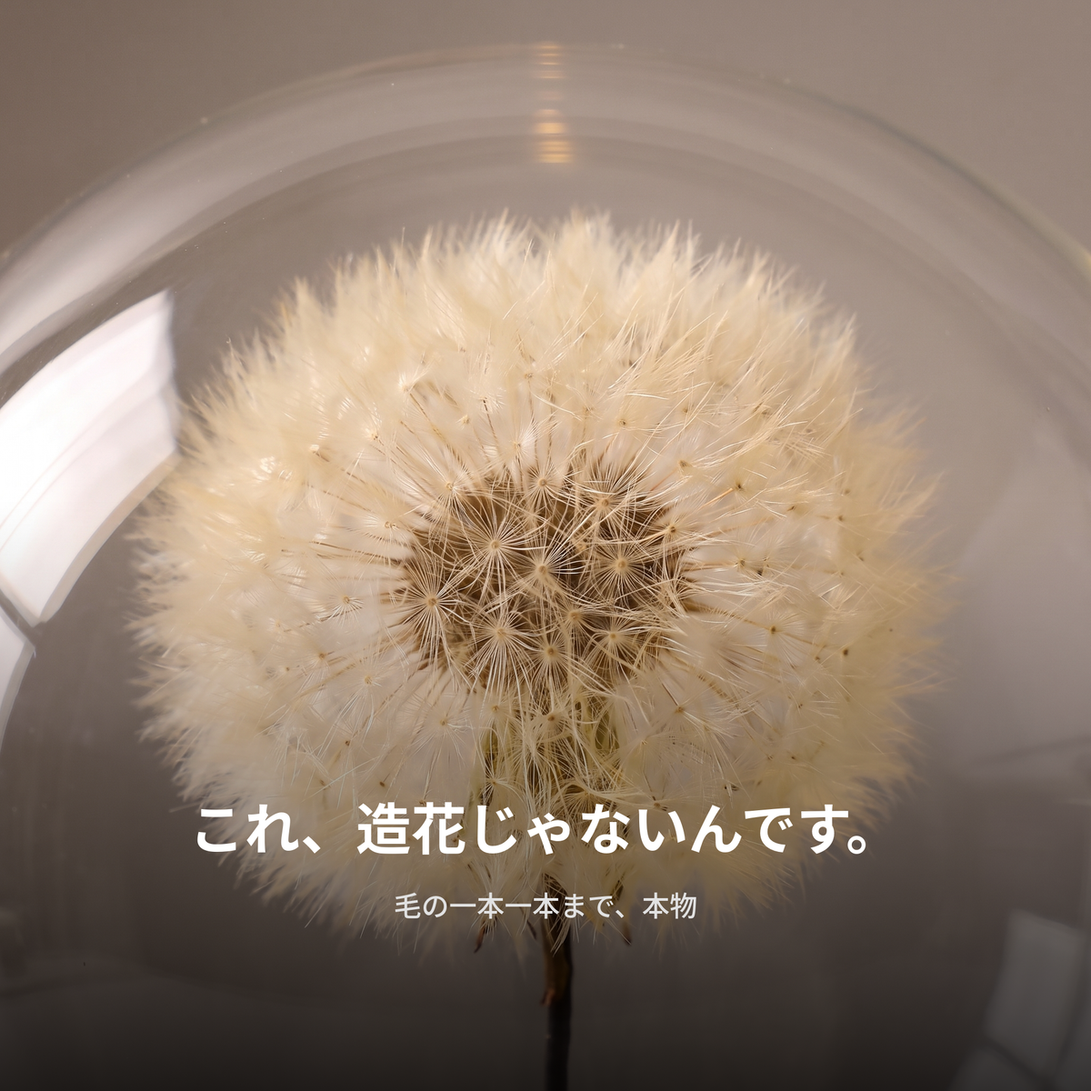 NICOMO たんぽぽドームライト