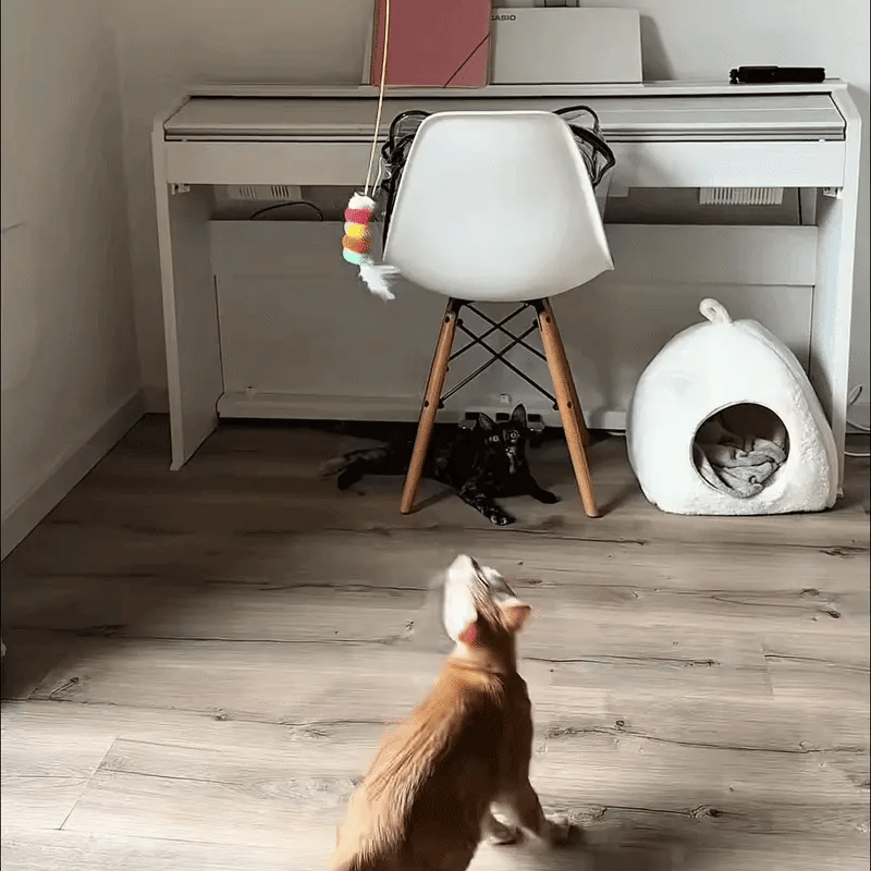 NICOMO ぴょんピョントイ