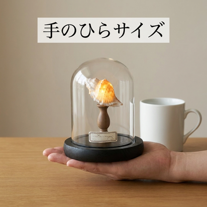 NICOMO 貝殻標本ナイトライト 手作りキット
