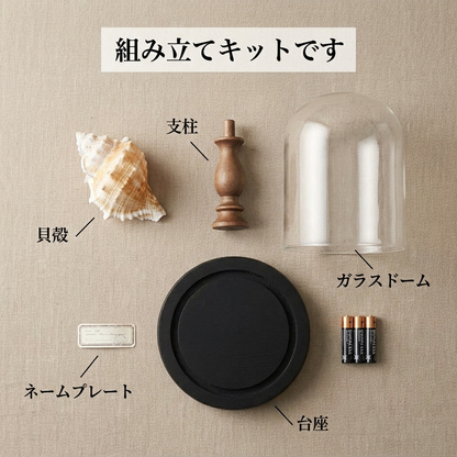 NICOMO 貝殻標本ナイトライト 手作りキット