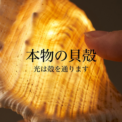 NICOMO 貝殻標本ナイトライト 手作りキット