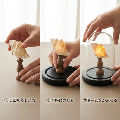 NICOMO 貝殻標本ナイトライト 手作りキット