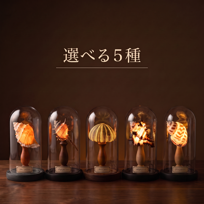 NICOMO 貝殻標本ナイトライト 手作りキット